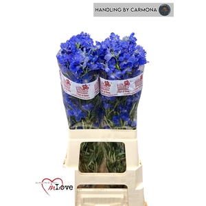 DELPH EN JENNY PEARL