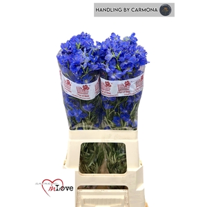 DELPH EN JENNY PEARL