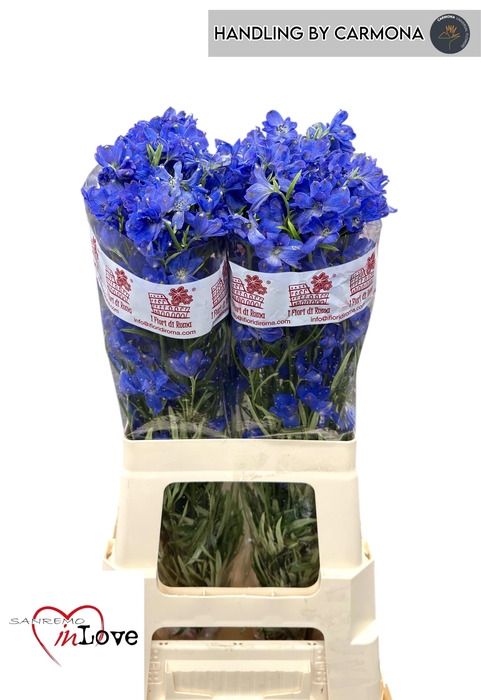 <h4>DELPH EN JENNY PEARL</h4>