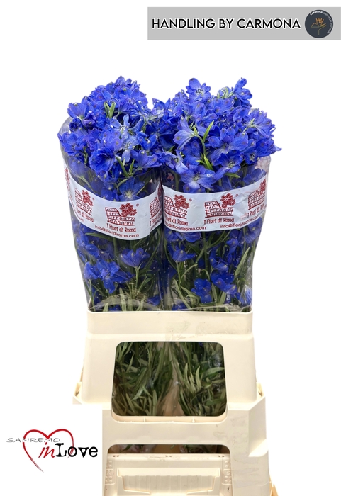 <h4>DELPH EN JENNY PEARL</h4>