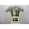 Allium Silverspring