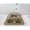Arr.   Kamerplant Groen H%