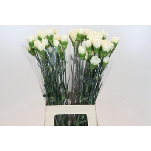 Dianthus St Rodas Creme