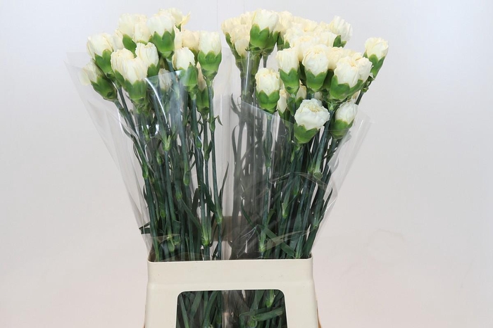 <h4>Dianthus St Rodas Creme</h4>