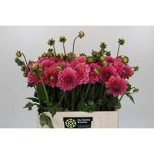 Dahlia Pink Runner