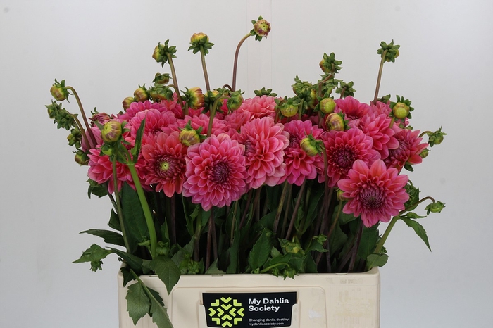 <h4>Dahlia Pink Runner</h4>