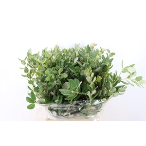 Pittosp Ralphi Leaves 200gr P Bunch