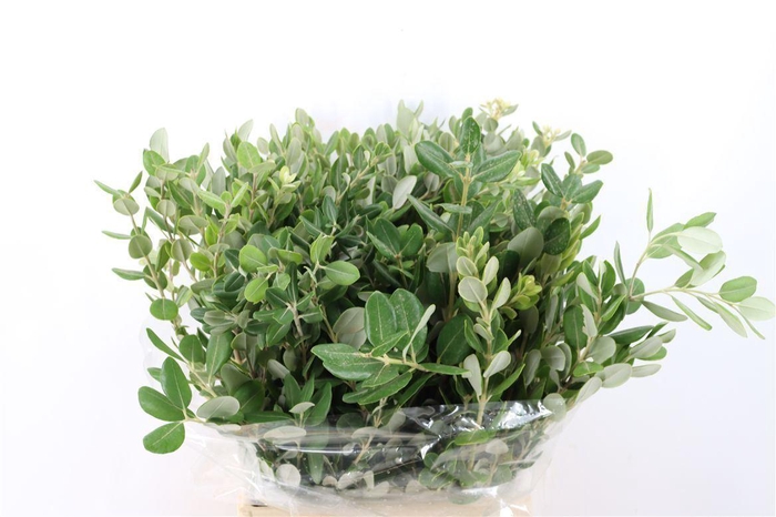 <h4>Pittosp Ralphi Leaves 200gr P Bunch</h4>