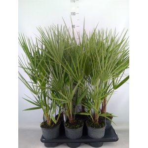 Chamaerops humilis