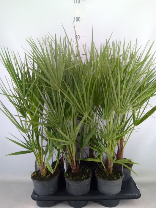 <h4>Chamaerops humilis</h4>
