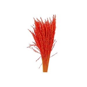 Dried Artz Rice Grass Picasso Bunch