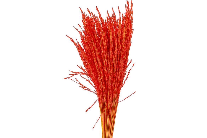<h4>Dried Artz Rice Grass Picasso Bunch</h4>