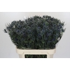 Eryngium Blue Dynamite