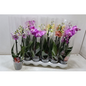 Phal Gem