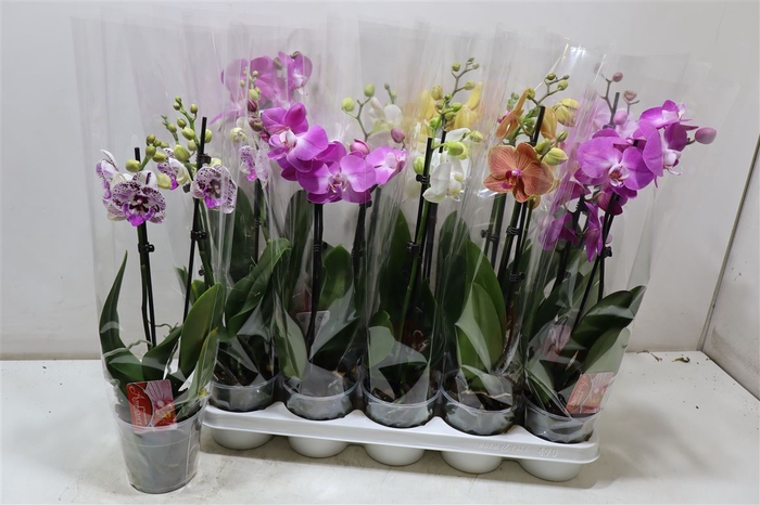 <h4>Phal Gem</h4>