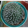SUCULENTAS SINOCRASSULA YUNNANENSIS P06
