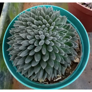 SUCULENTAS SINOCRASSULA YUNNANENSIS P06
