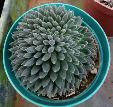 <h4>SUCULENTAS SINOCRASSULA YUNNANENSIS P06</h4>