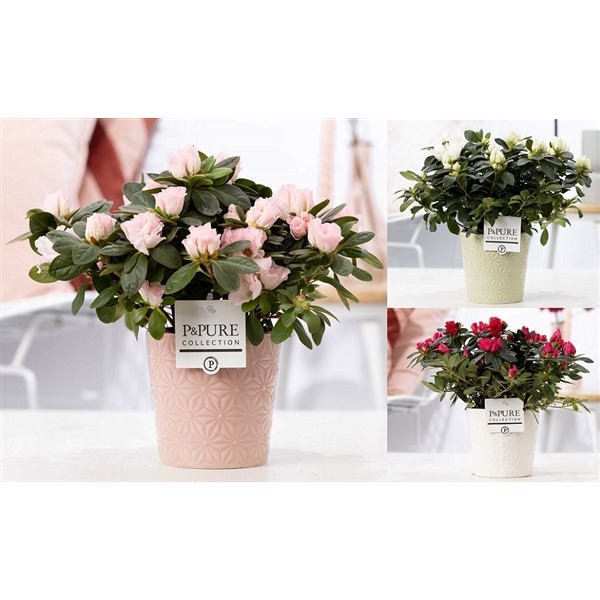 <h4>1st class Azalea mix in P&PURE Juliette ceramics ass. 3</h4>