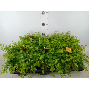 Peperomia rotundifolia