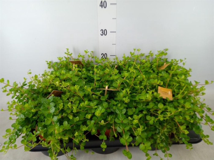 <h4>Peperomia rotundifolia</h4>