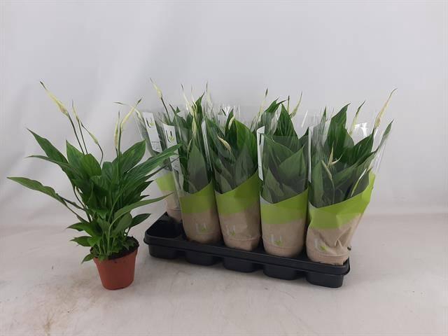 <h4>SPATH TORELLI</h4>