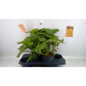 Sparrmannia africana