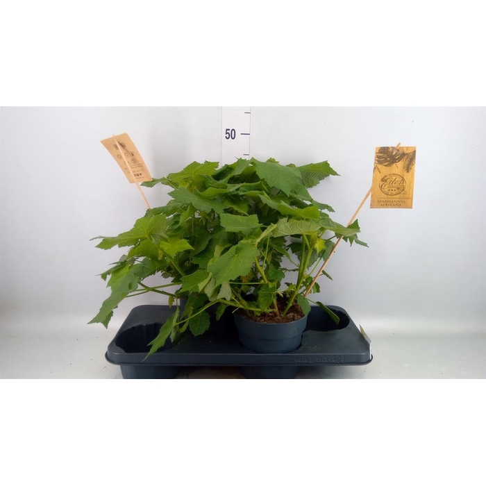 <h4>Sparrmannia africana</h4>