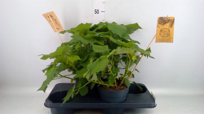 <h4>Sparrmannia africana</h4>
