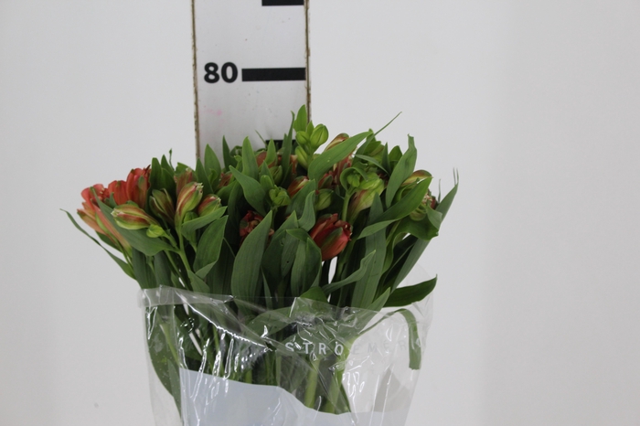 <h4>ALSTROEMERIA MOTION 080 CM LARANJA</h4>