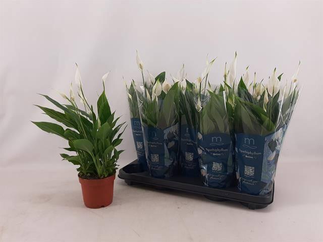 <h4>SPATH BELLINI</h4>