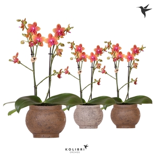 Kolibri Orchids Phalaenopsis Bolgheri 2 spike in Ancient brown