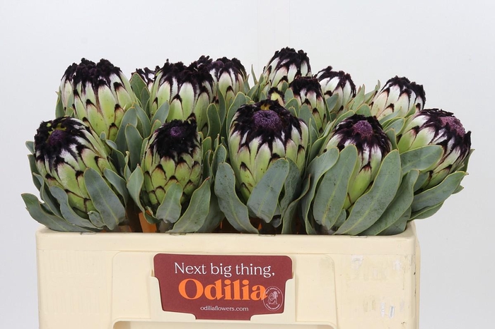 <h4>Protea Niobe</h4>