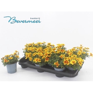 BID SUM SHOOTIN STAR