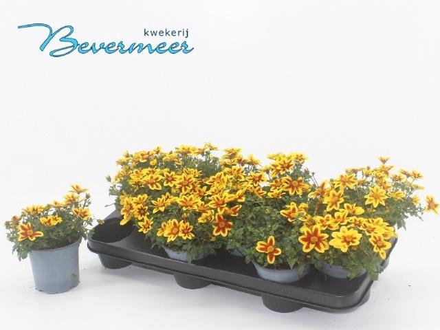 <h4>BID SUM SHOOTIN STAR</h4>