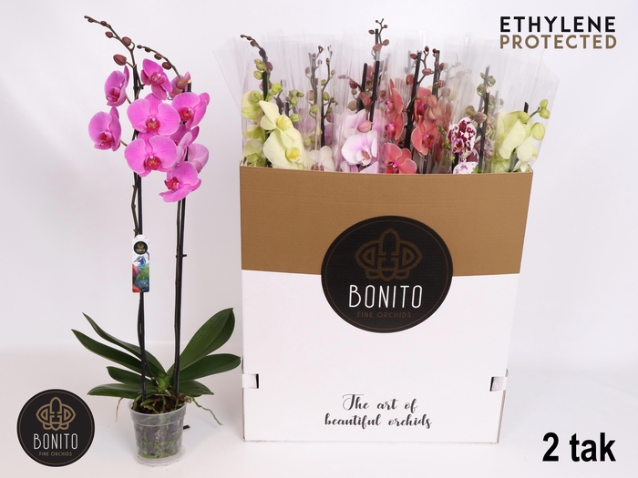 <h4>PHAL GEM 8 KL</h4>