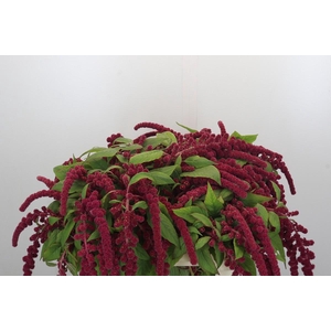 Amaranthus Caudatus Rosary