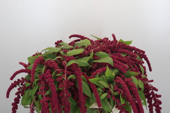 <h4>Amaranthus Caudatus Rosary</h4>