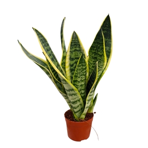Sansevieria Superba 9
