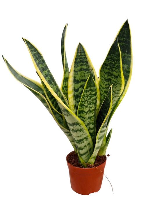 <h4>Sansevieria Superba 9</h4>