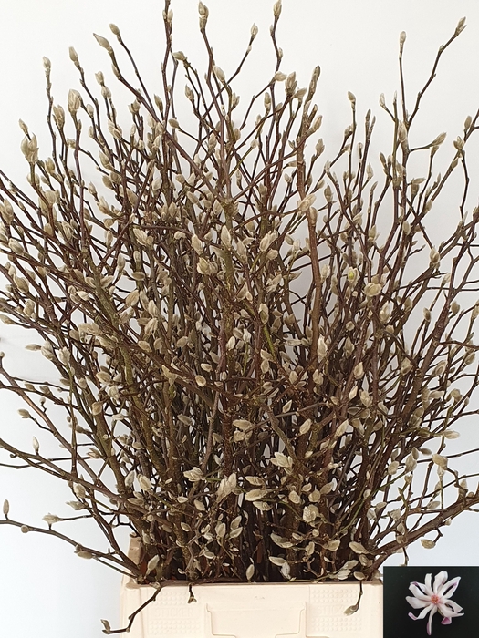 <h4>MAGNOLIA OV</h4>