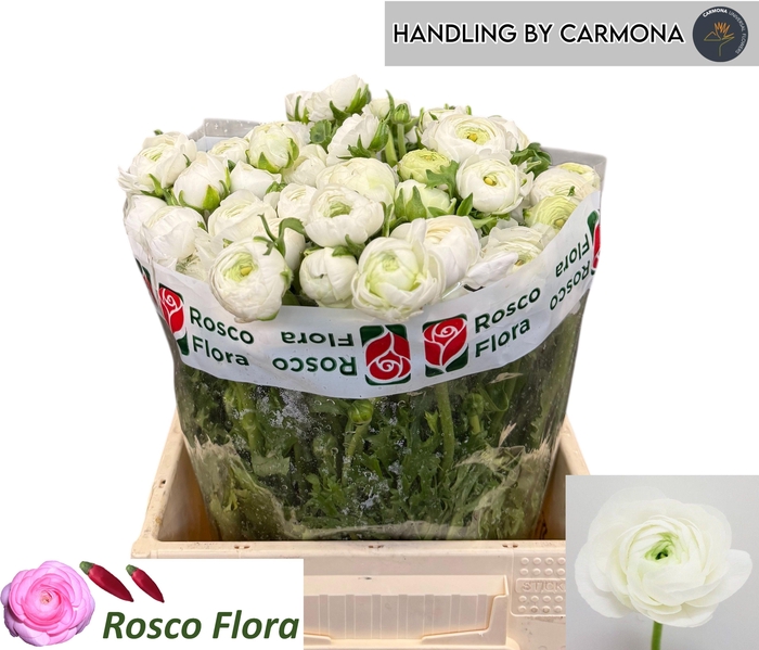 <h4>RAN EL WHITE</h4>