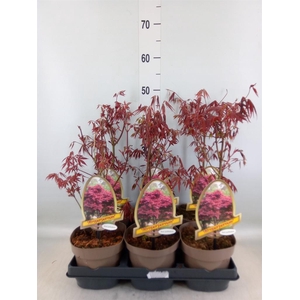 Acer palmatum 'Atropurpureum'