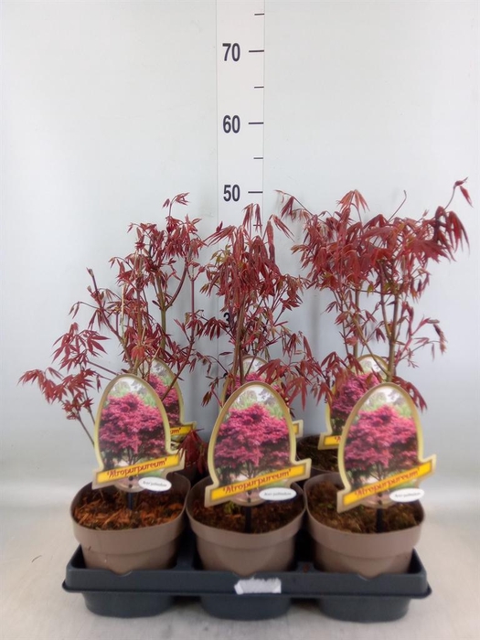 <h4>Acer palmatum 'Atropurpureum'</h4>