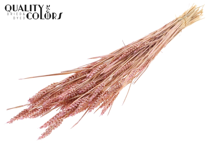 <h4>Triticum (sunbleached) per bunch Pearl Pink</h4>
