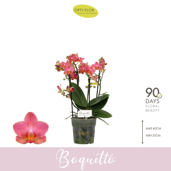 <h4>Boquetto Charme 3-5 spike</h4>