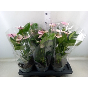 Anthurium andr. 'Laguna'