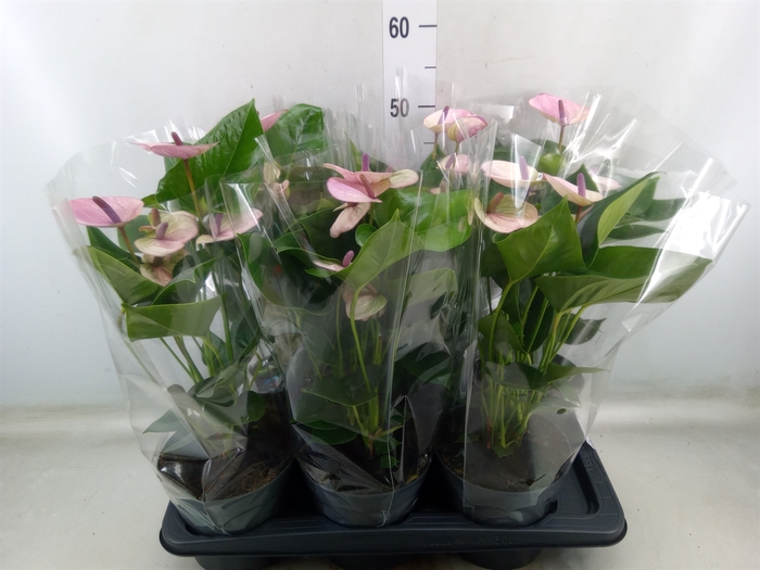 <h4>Anthurium andr. 'Laguna'</h4>