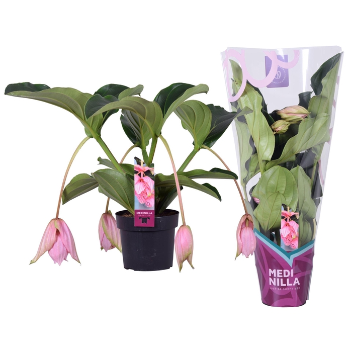 <h4>Medinilla magnifica</h4>