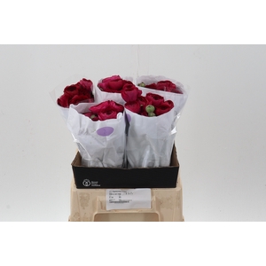 Ran Hot Pink Ecu 40cm